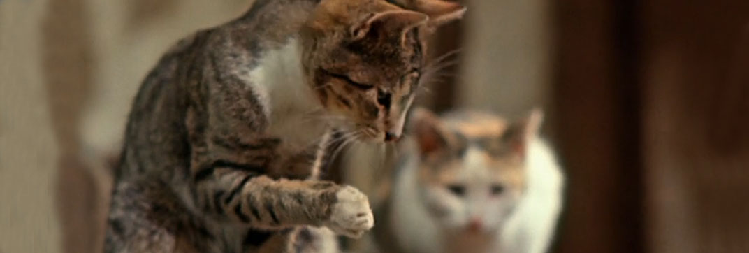 Die Geschichte vom kleinen Muck (1953)