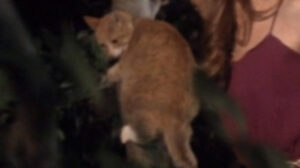 Strange Behavior (1981)