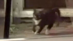 Target – “The Run”