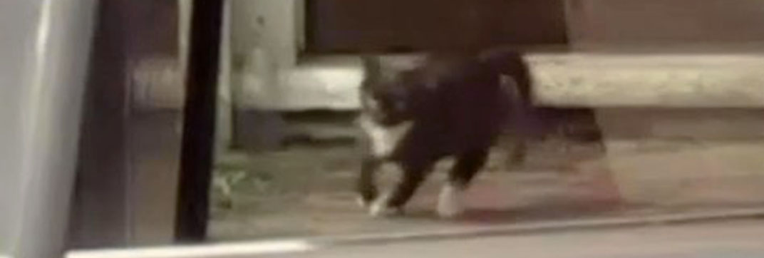 Target – “The Run”