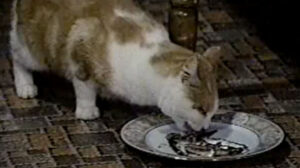 Eischied – “Do They Really Have to Die?”