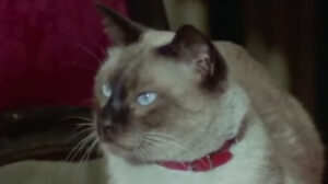 Il Lungo, il corto, il gatto (1967)