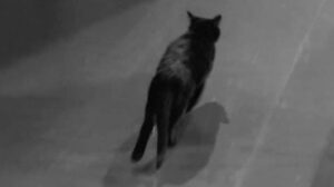 Make Mine a Million (1959)