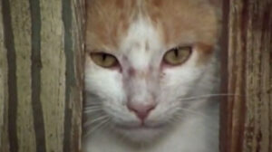 The Secret Lives of Waldo Kitty – “The Lone Kitty”