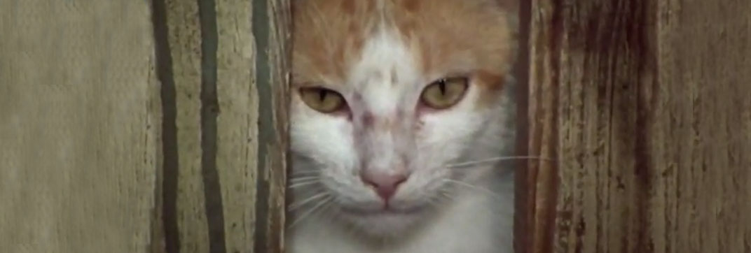 The Secret Lives of Waldo Kitty – “The Lone Kitty”