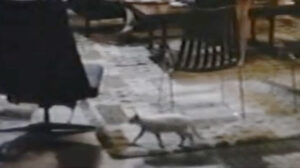 The 300 Year Weekend (1971)