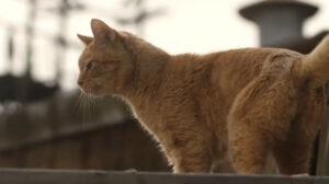 The Accountant 2 (2025)