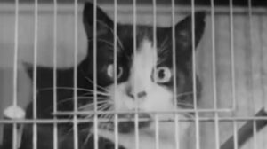 Cage Bird Exhibition (1950)