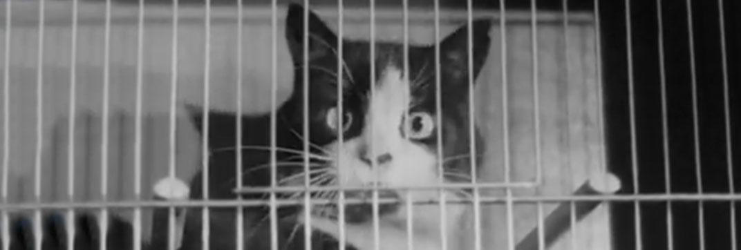 Cage Bird Exhibition (1950)