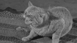 Cheyenne – “The Durango Brothers”