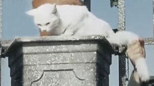 La feldmarescialla (1967)