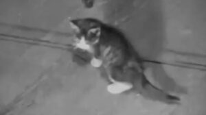 Die Gezeichneten (1922)