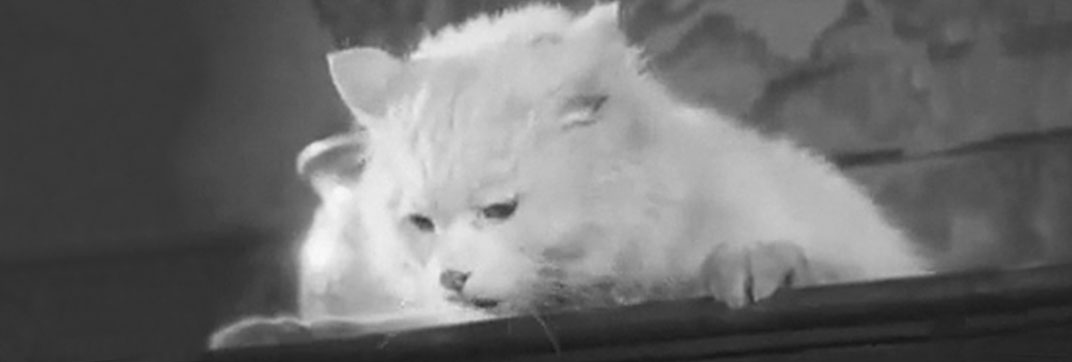 Hans engelska fru (1927)