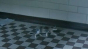 Hardcore Henry (2015)