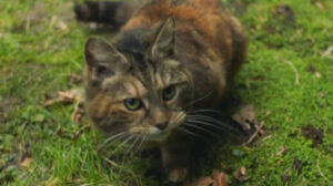 Malory Towers – “The Stray”