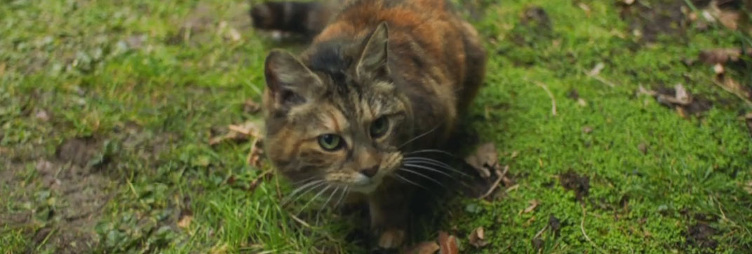 Malory Towers – “The Stray”