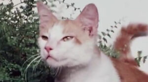 The Secret Lives of Waldo Kitty – “Robin Cat”