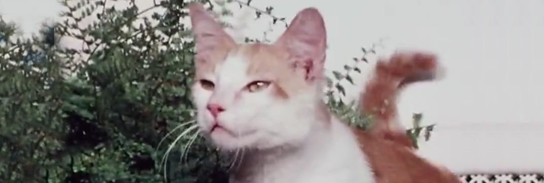 The Secret Lives of Waldo Kitty – “Robin Cat”