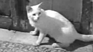 The Seven Deadly Sins (1952)