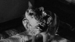 Bakeneko: A Vengeful Spirit (1968)