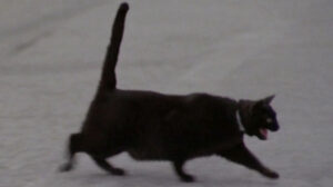 La banda del gobbo (1977)