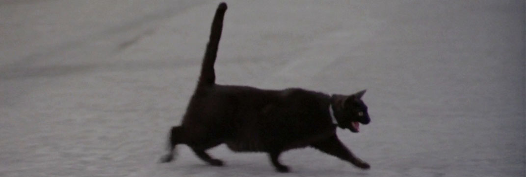 La banda del gobbo (1977)