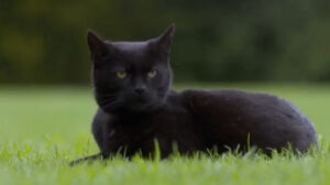 Father Brown – “The Cat of Mastigatus”