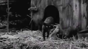 Guilt is My Shadow (1950)