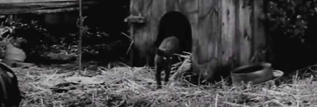 Guilt is My Shadow (1950)