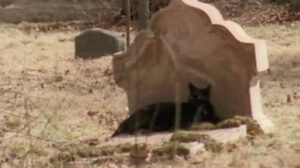 The House by the Cemetery (1981)