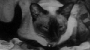 The House in the Woods (1957)