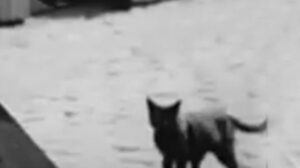 Der Liebe der Jeanne Ney (1927)