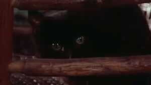 Little House on the Prairie – “Days of Sunshine, Days of Shadow”