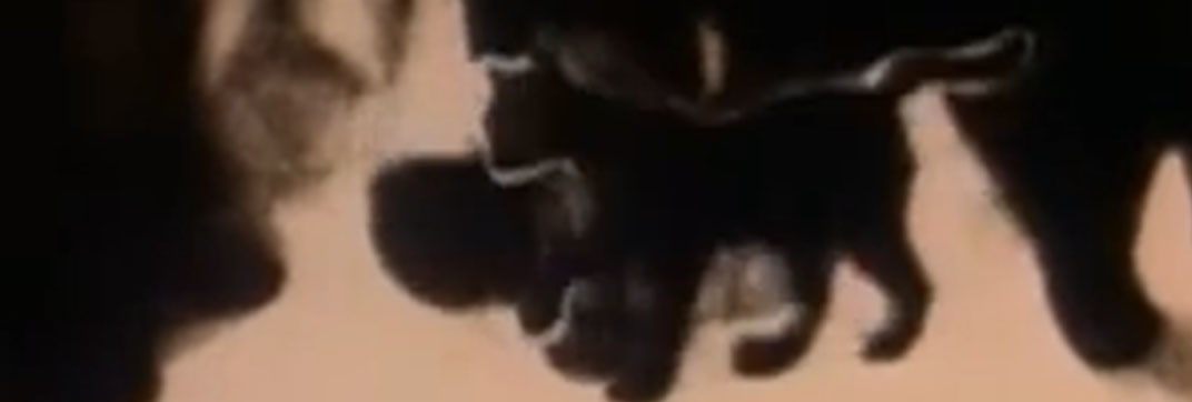 The Metamorphosis of Mr. Samsa (1977)