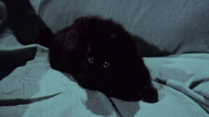 Miss Leslie’s Dolls (1972)