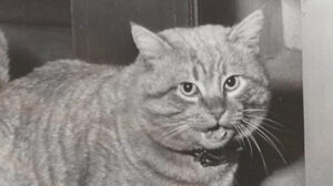 The Shocking Truth Revealed About Orangey