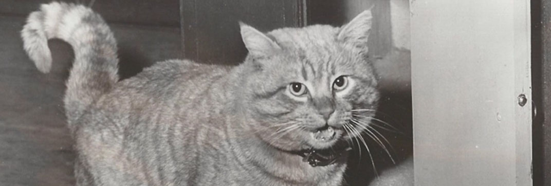 The Shocking Truth Revealed About Orangey