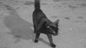 The Other Side of Madness (1971)