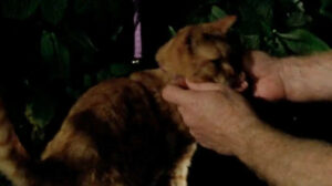 A Touch of Frost – “If Dogs Run Free, Parts 1 and 2”