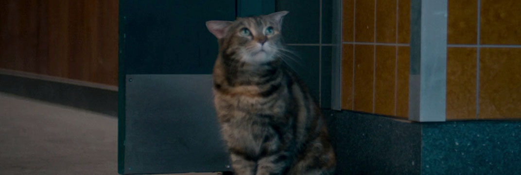 The Autopsy of Jane Doe (2016)