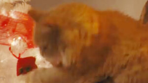 Dead of Night (2019)