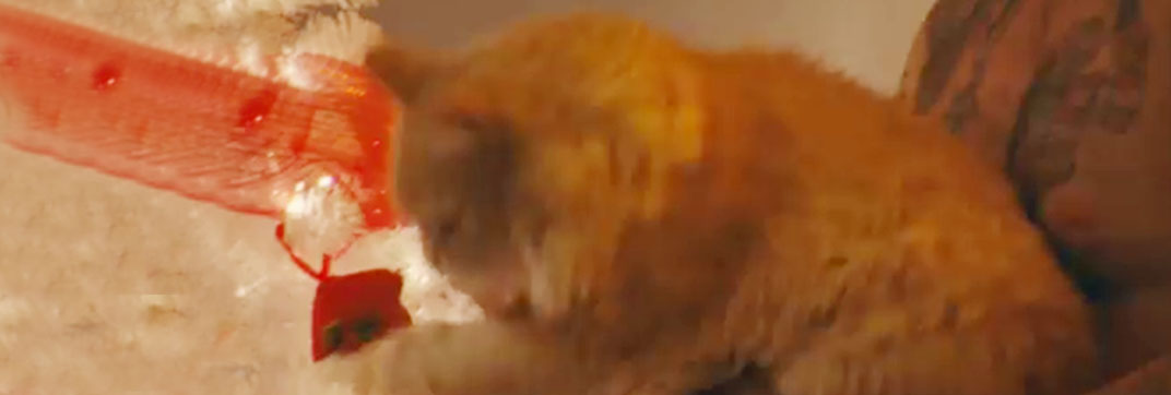 Dead of Night (2019)