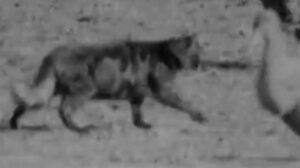 Dover Farmers (1942)