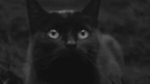 Covek nije tica (1965)