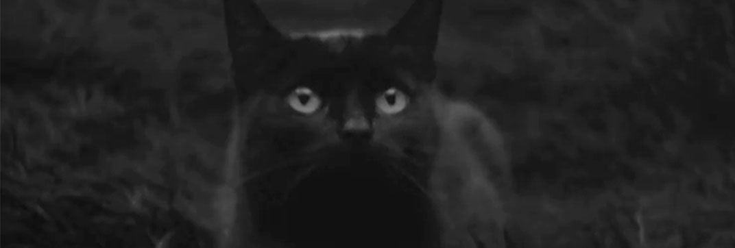 Covek nije tica (1965)