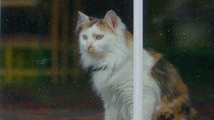 The Rule of Jenny Pen (2024)