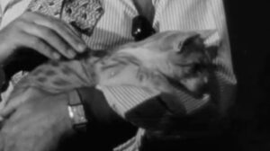 Southside 1-1000 (1950)