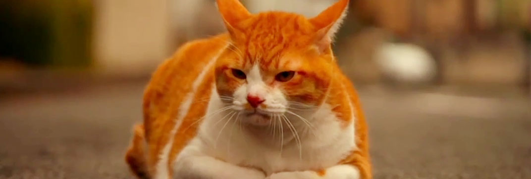 Tora-san: Why I Became a Cat (2019)