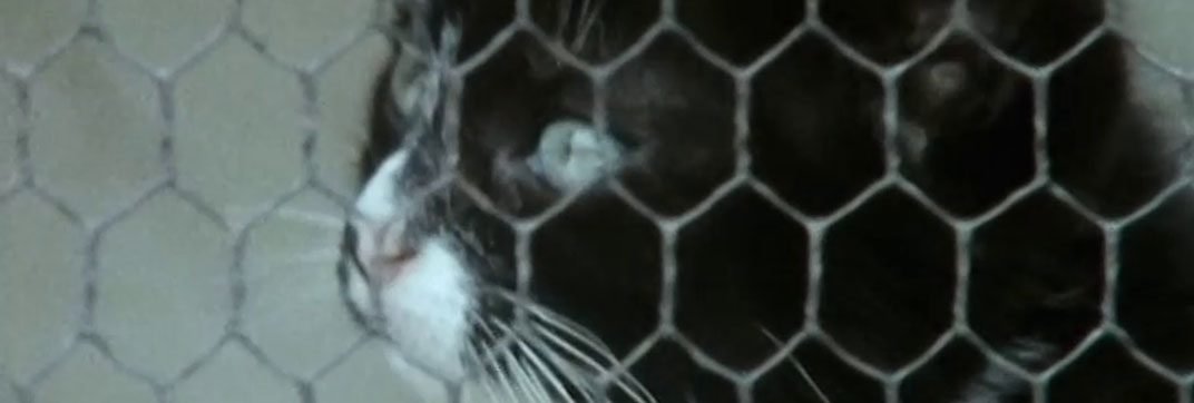 All Creatures Great and Small – “1985 Christmas Special”