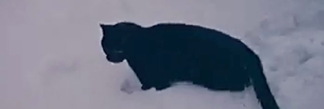 Animals in the Snow (1963)